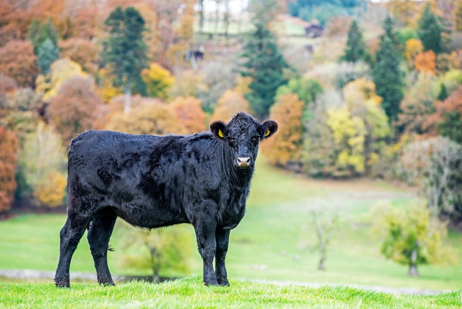 Borthwickshiels Galloways 17S.jpg