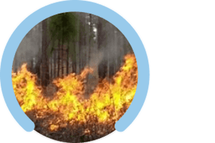 Woodland Insurance