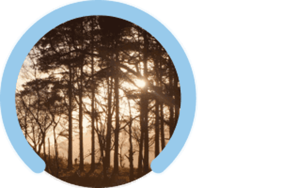 Forest Management