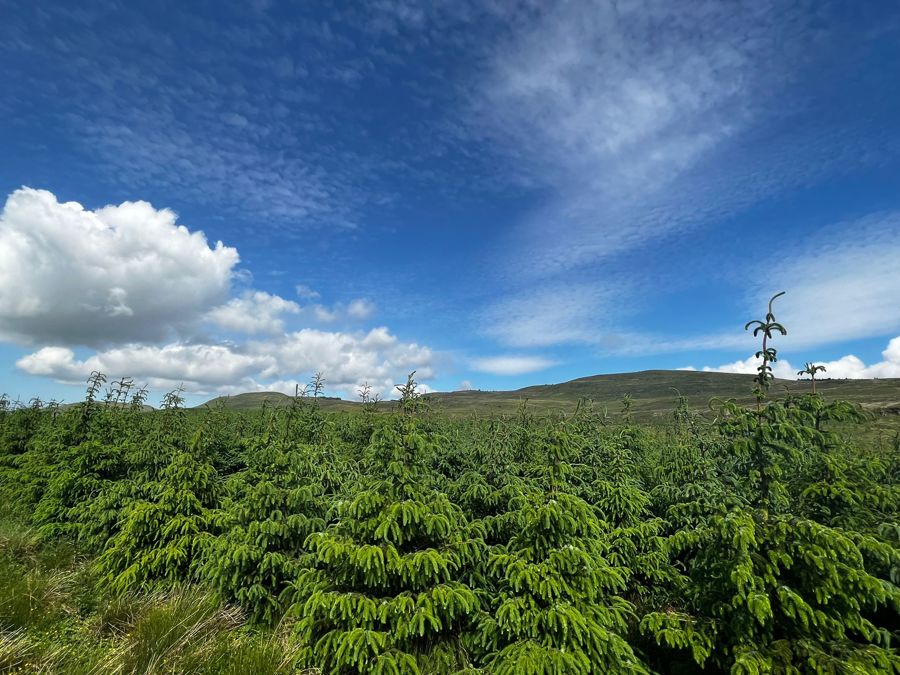 SFWA2022 - Woodland at Allanfauld, nr Kilsyth.jpg