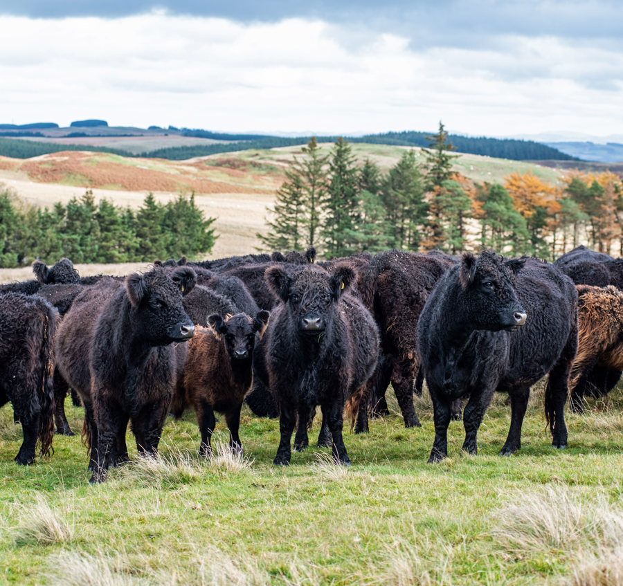 Borthwickshiels cows and calves 2S.jpg
